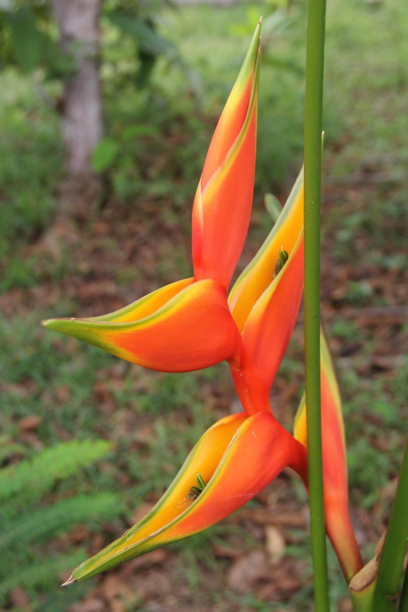 Purachata Ecolodge อีกีโตส ภายนอก รูปภาพ