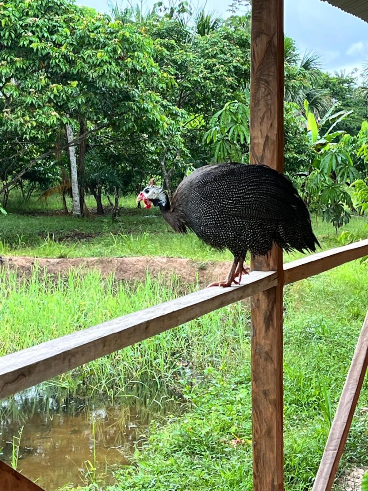 Purachata Ecolodge อีกีโตส ภายนอก รูปภาพ