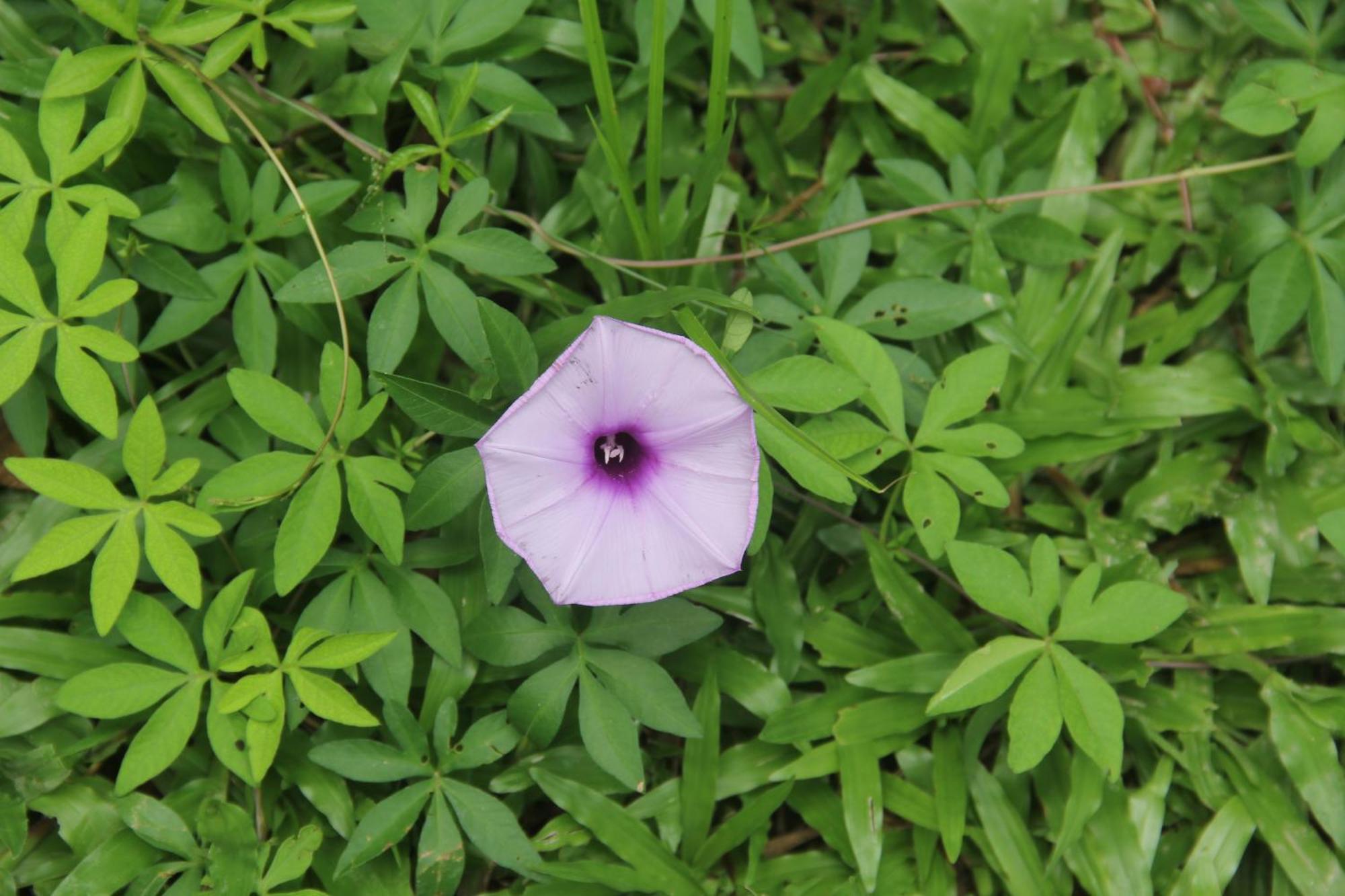 Purachata Ecolodge อีกีโตส ภายนอก รูปภาพ